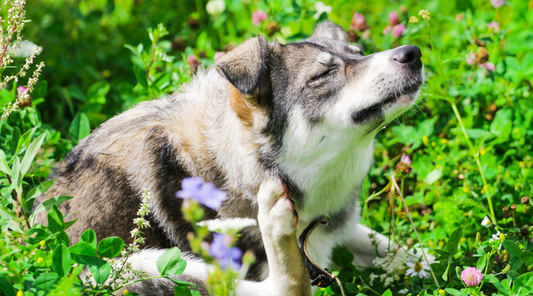 Signs of Allergies In Dogs