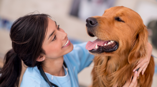 dog with dentist