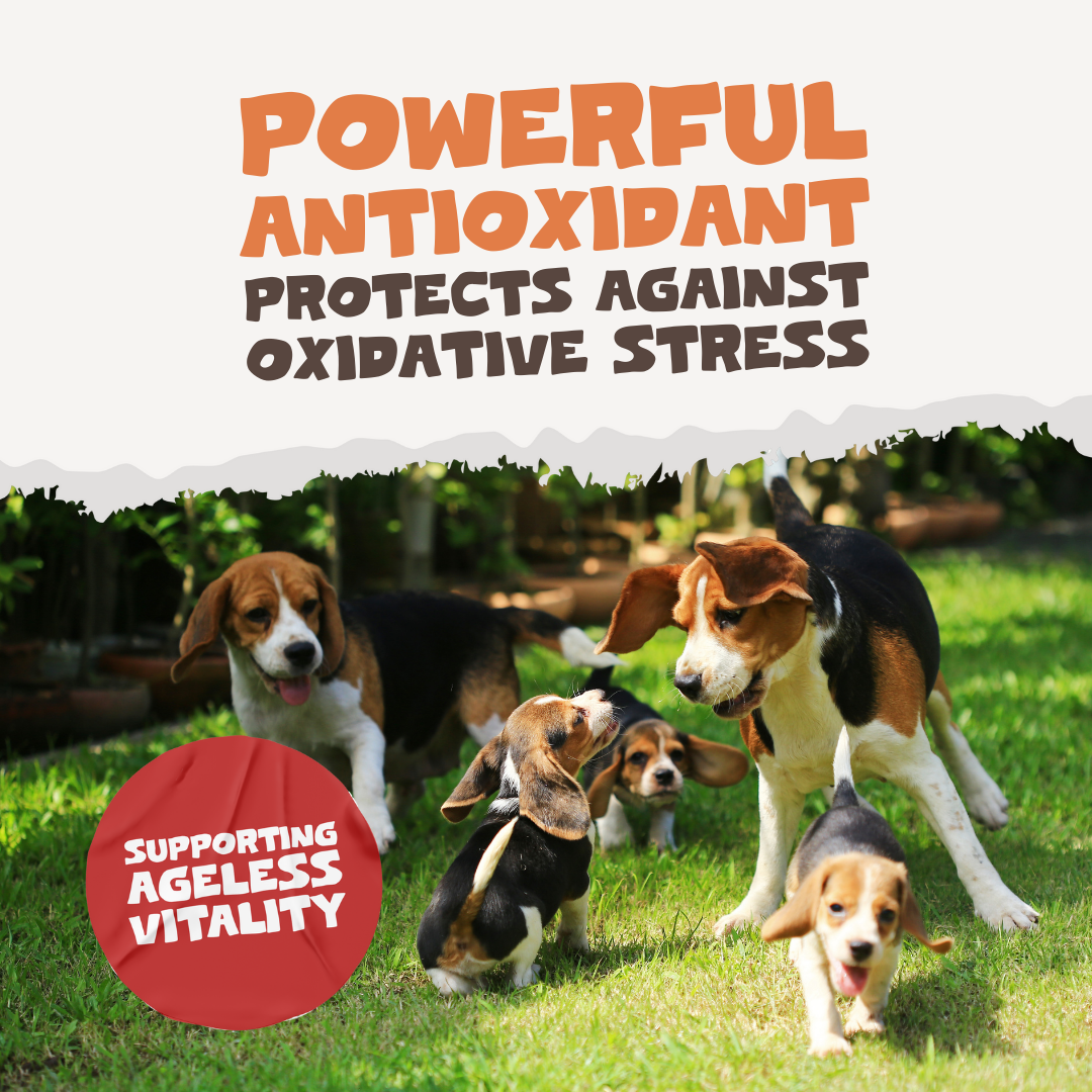 Natural Turmeric Curcumin for Dogs & Cats | 60 Capsules