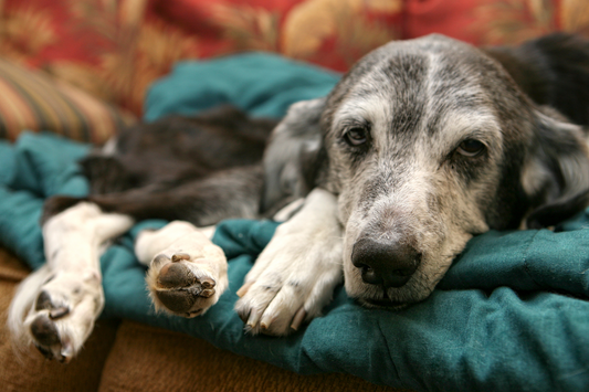 senior dog lying on blanket