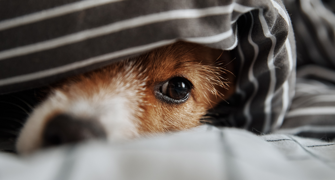 How To Keep Your Pet Calm This Firework Season