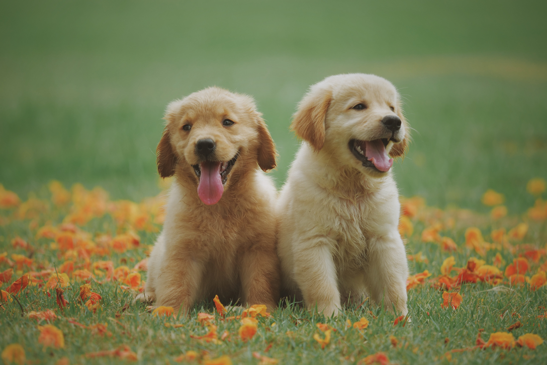two labrador puppies sat on grass