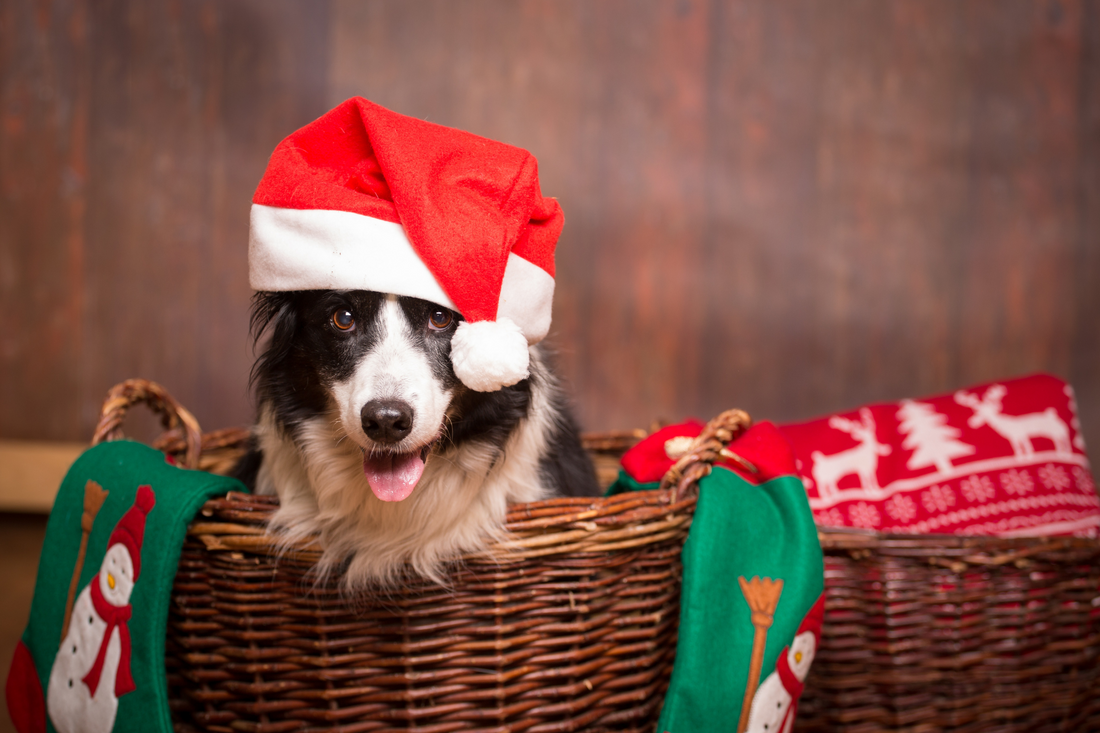 Christmas Gifts From Pets To Give Christmas Gifts From Pets