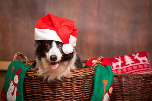border collie sat in a basket wearing a santa hat