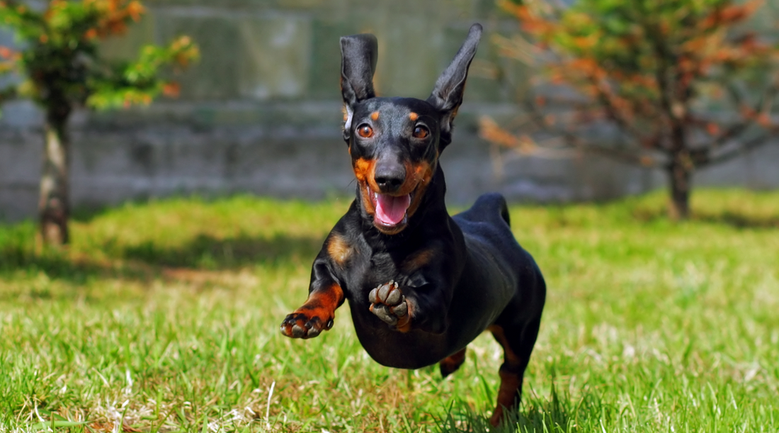 sausage dog running with ears flopping in ear