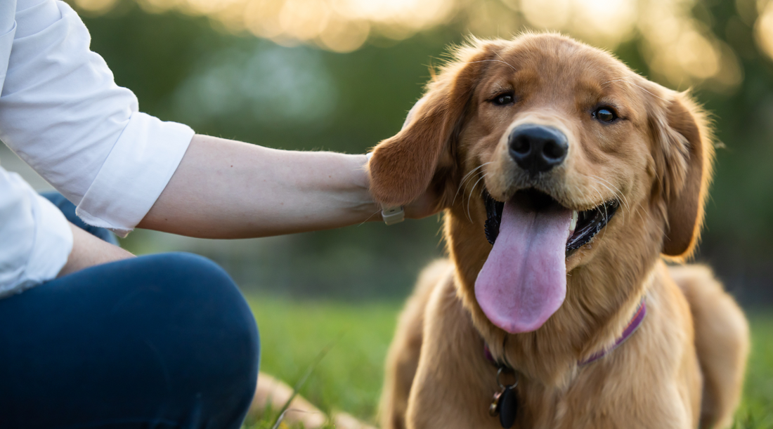 Ultimate Spring Safety Guide: How to Keep Your Dog Safe