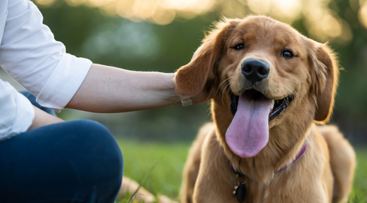 Ultimate Spring Safety Guide: How to Keep Your Dog Safe