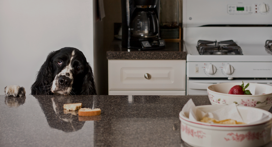 dog on counter looking at baked goods