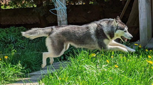 husky running through grass