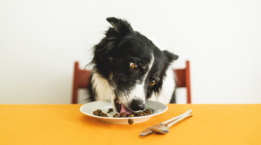 Pet Nutrition Guide: How To Best Support Your Pet’s Health
