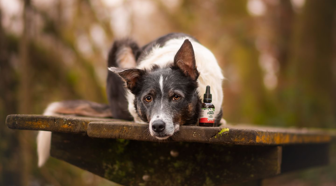 What Is Good for Dog’s Joints? 3 Hero Products To Help Improve Dog Joint Health