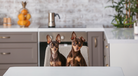 dogs sat at kitchen table