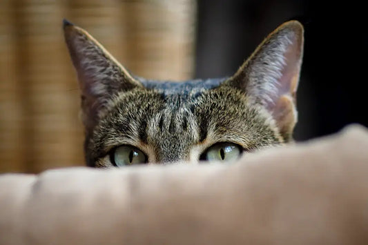 signs_of_anxiety_in_cats