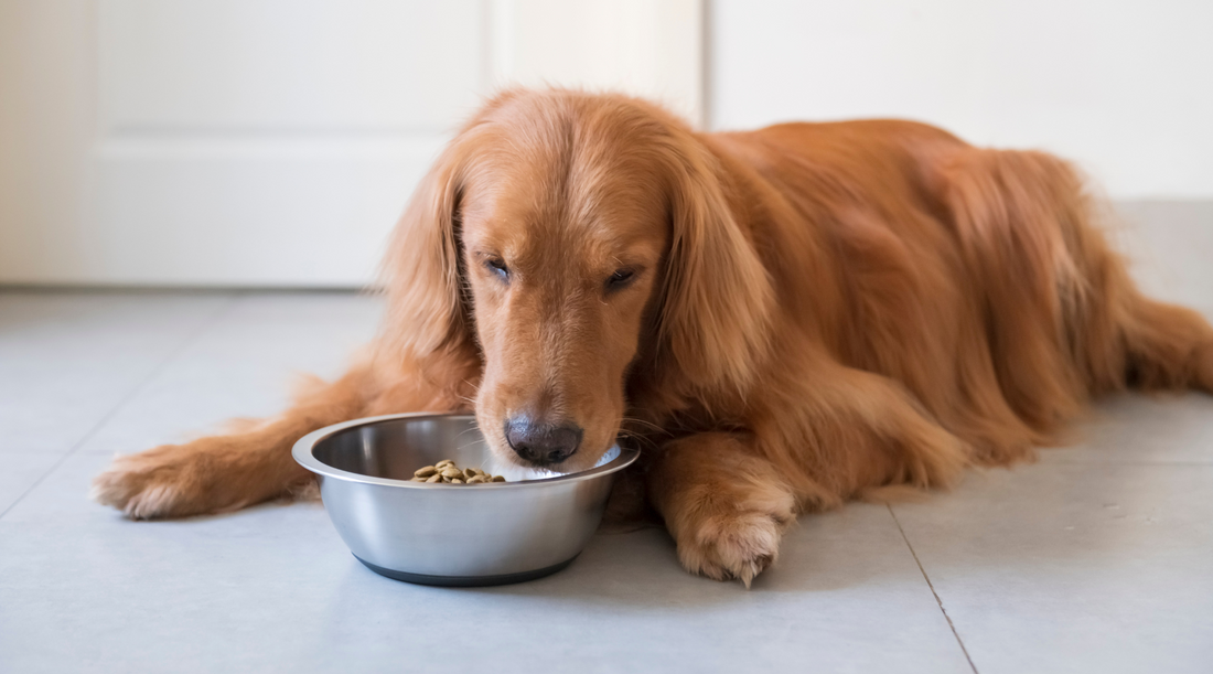 The Ultimate Gut Guide: How To Look After Your Pet’s Digestive Health