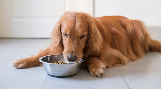 The Ultimate Gut Guide: How To Look After Your Pet’s Digestive Health
