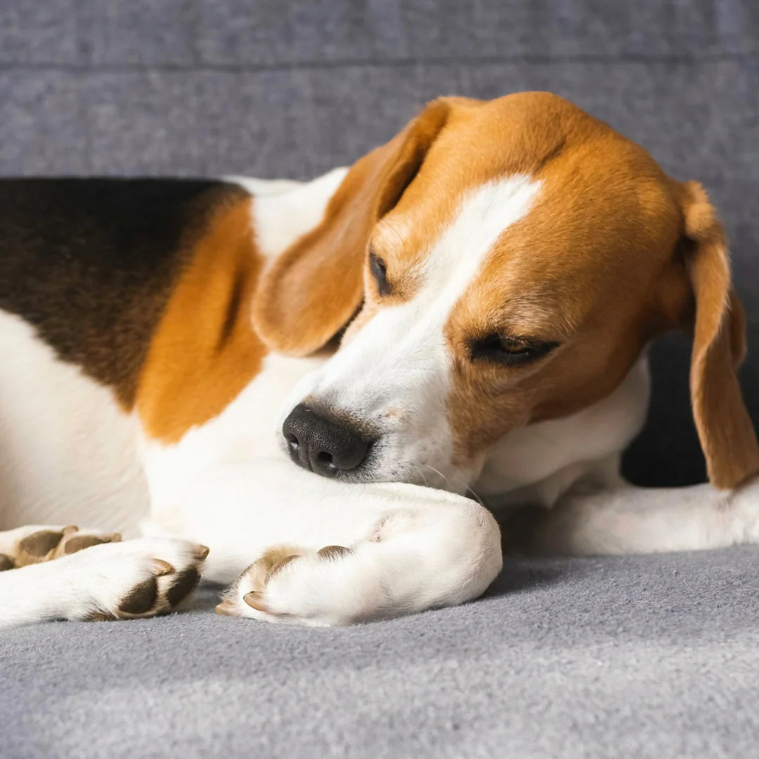 Everything You Need To Know About Itchy Skin in Dogs