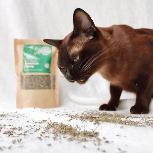 Cats and Catnip: How does it work?