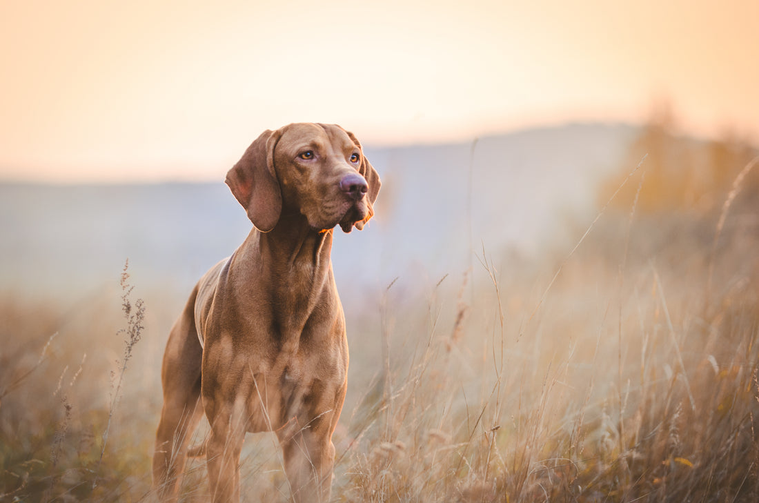 Active dog month