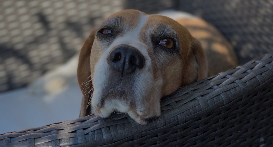 Top 10 Tips On Keeping Your Dog Safe During Hot Weather