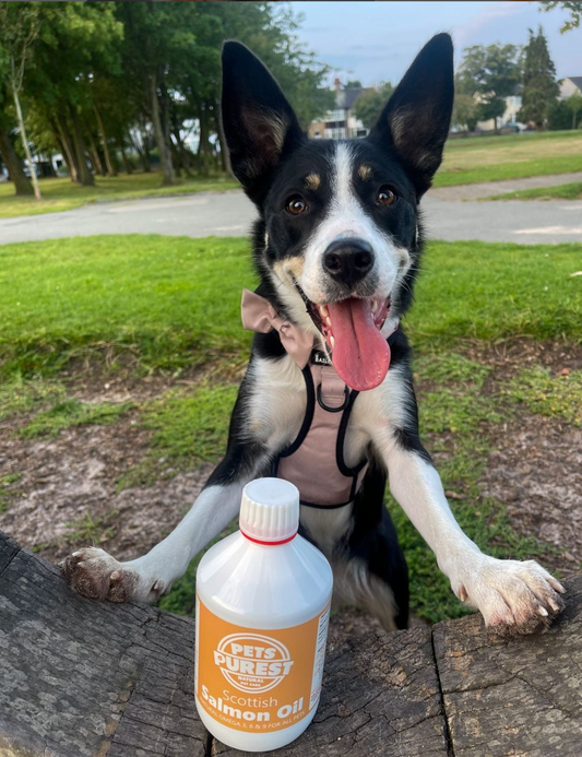 Omega 3 For Dogs: Everything You Need To Know