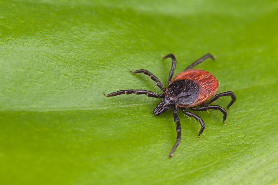 Tick Prevention For Dogs