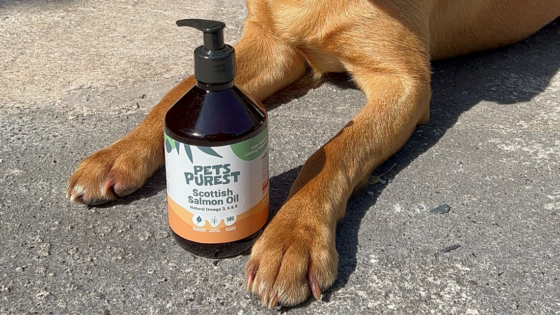 Red labrador dog with a bottle of Pets Purest scottish salmon oil