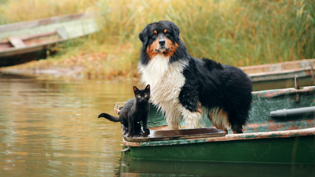 black cat and dog on a boat