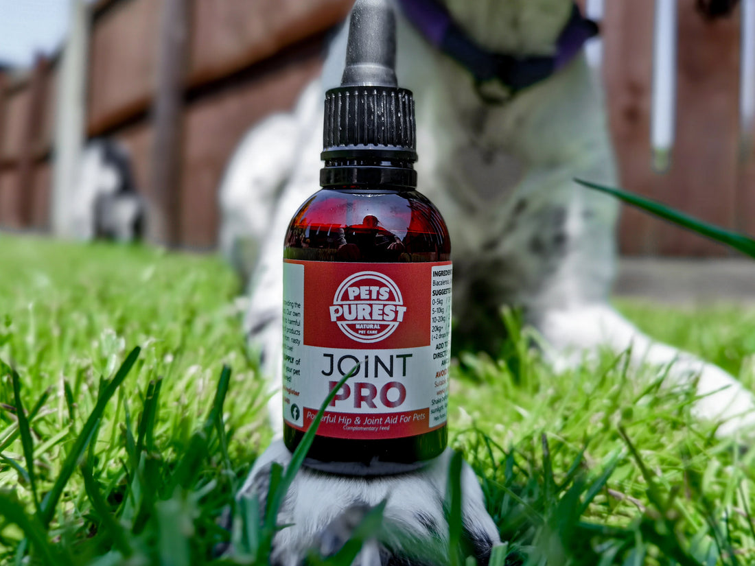 Everything You Need to Know About Arthritis in Your Pet