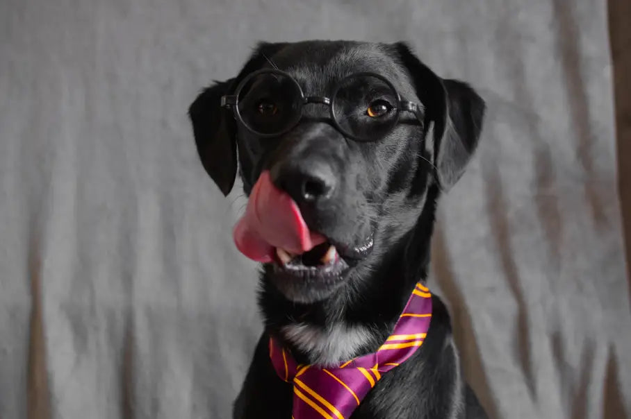 Back To School - For Dogs!