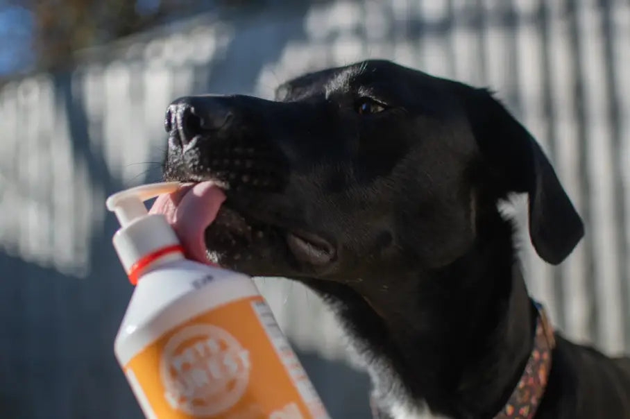 dig licking pets purest salmon oil bottle