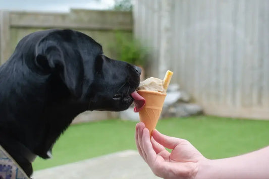 Why Not Try Our Doggy Ice Cream Recipe