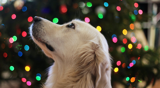 dog infront of christmas lights