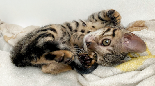 bengal kitten lying down 