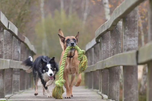 dogs running healthy playing pets