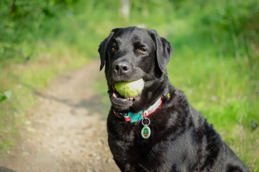 Customer Story: Harvey's Journey To Better Health