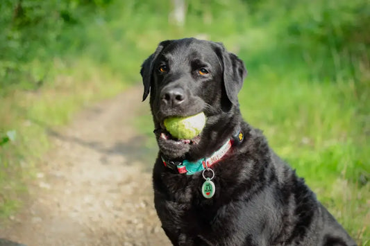 Customer Story: Harvey's Journey To Better Health