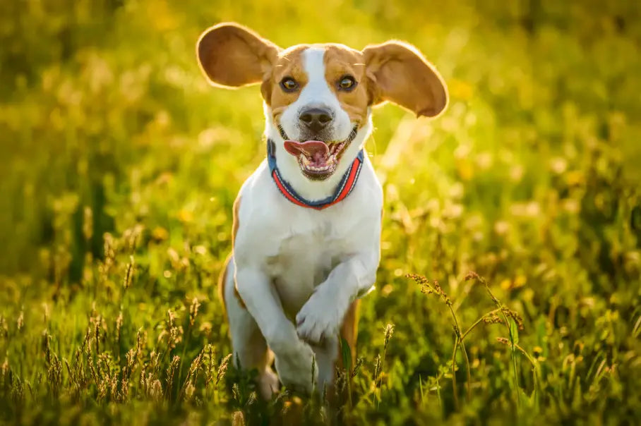 How To Care For Your Pet's Joint Health