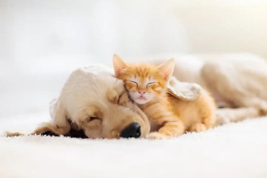 How To Help With Anxiety & Stress In Pets