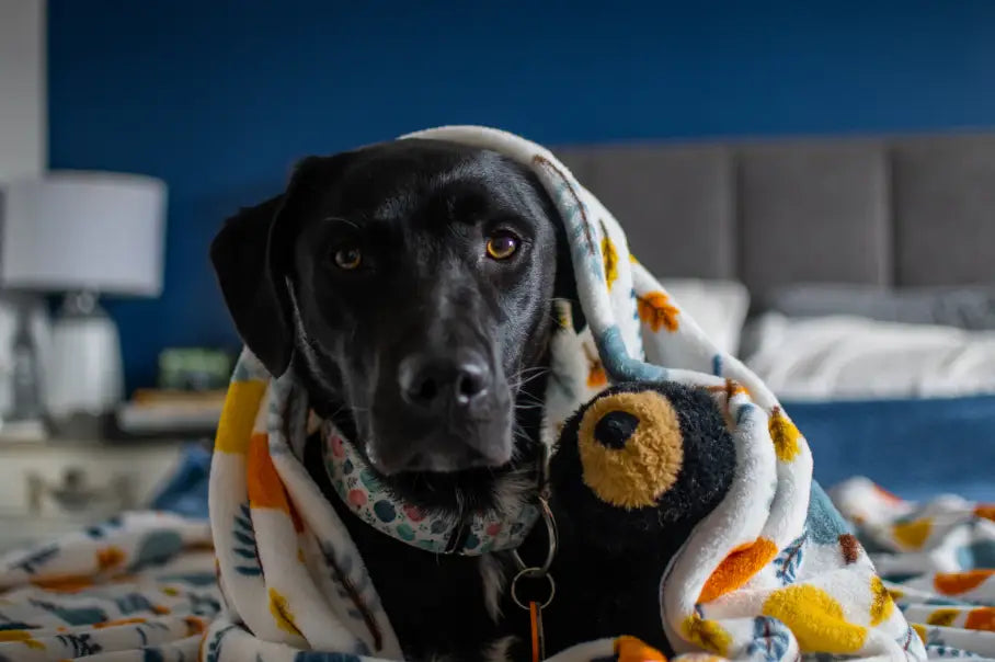 black labrador wrapped up in a blanket with a teddy bear