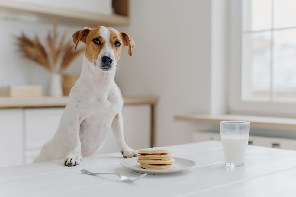 Dog Friendly Pancake Recipes