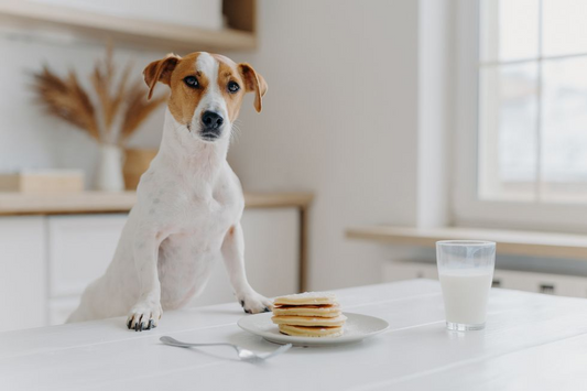 Dog Friendly Pancake Recipes