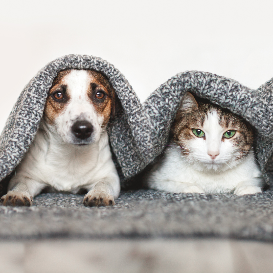 How to keep your pet warm with increased energy bills