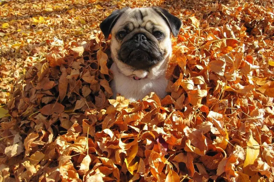 pug sitting in a pile of autumn leaves