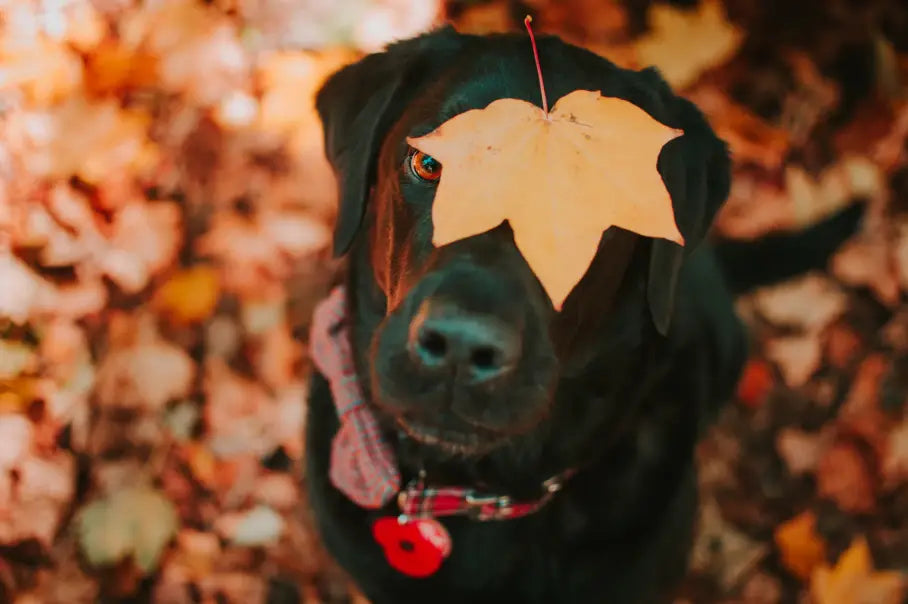 Pets-Purest-Autumn-Dog-Food-Treats-Supplements