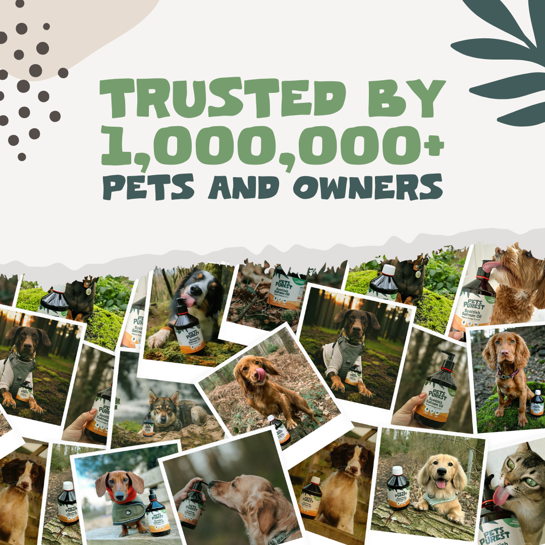 Natural Scottish Salmon Oil 2500ml | For Dogs & Cats