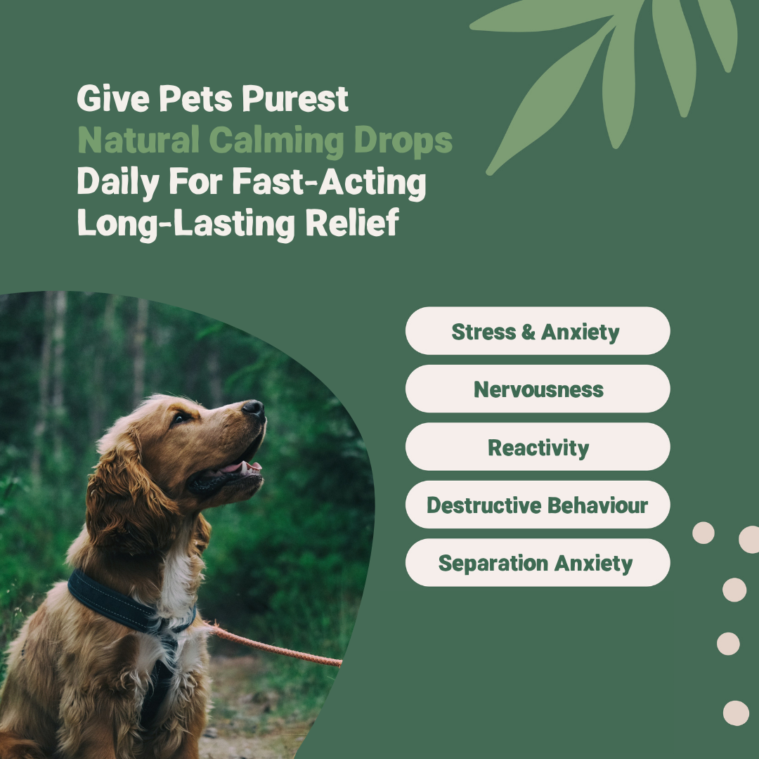 Calming Aid for Dogs Cats 100 Natural Pets Purest