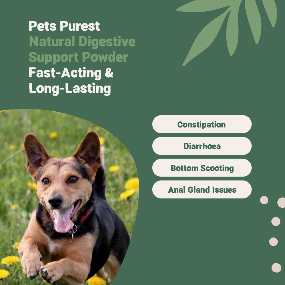 Digestive Support Powder for Dogs and Cats | 100g