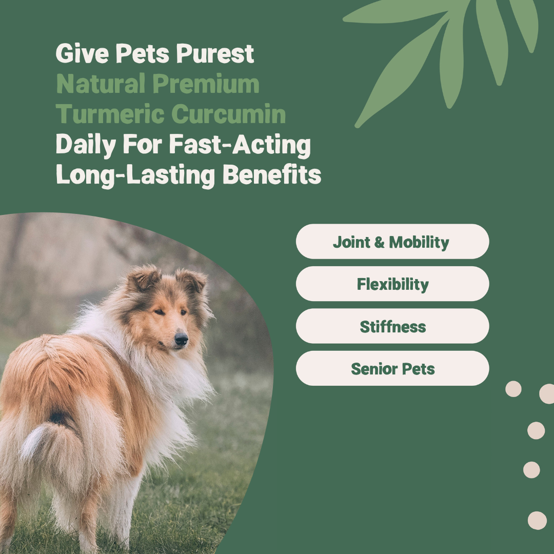 Premium Turmeric Curcumin for Dogs 100 Natural Pets Purest