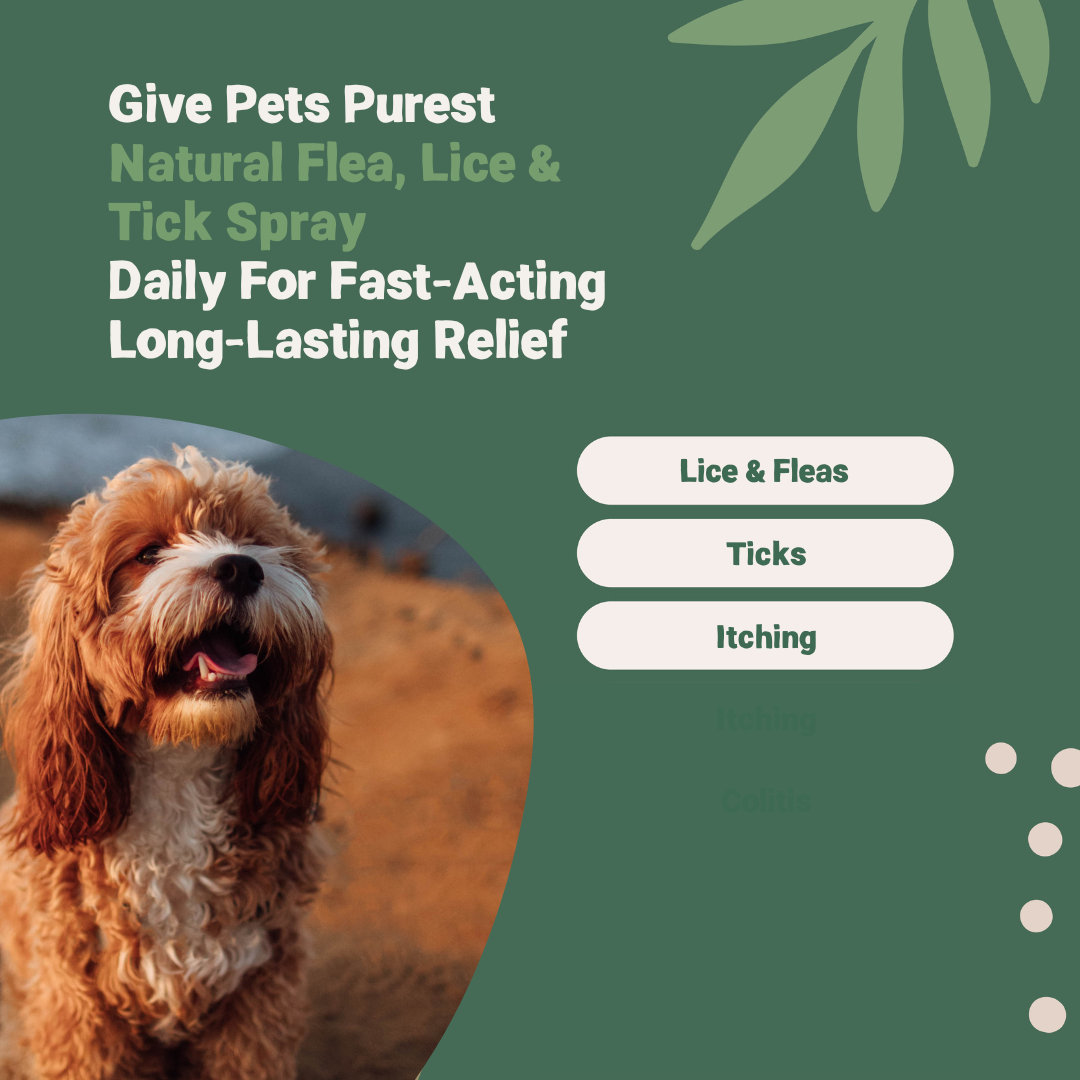 Natural Flea, Lice & Tick Spray for Dogs | 500ml
