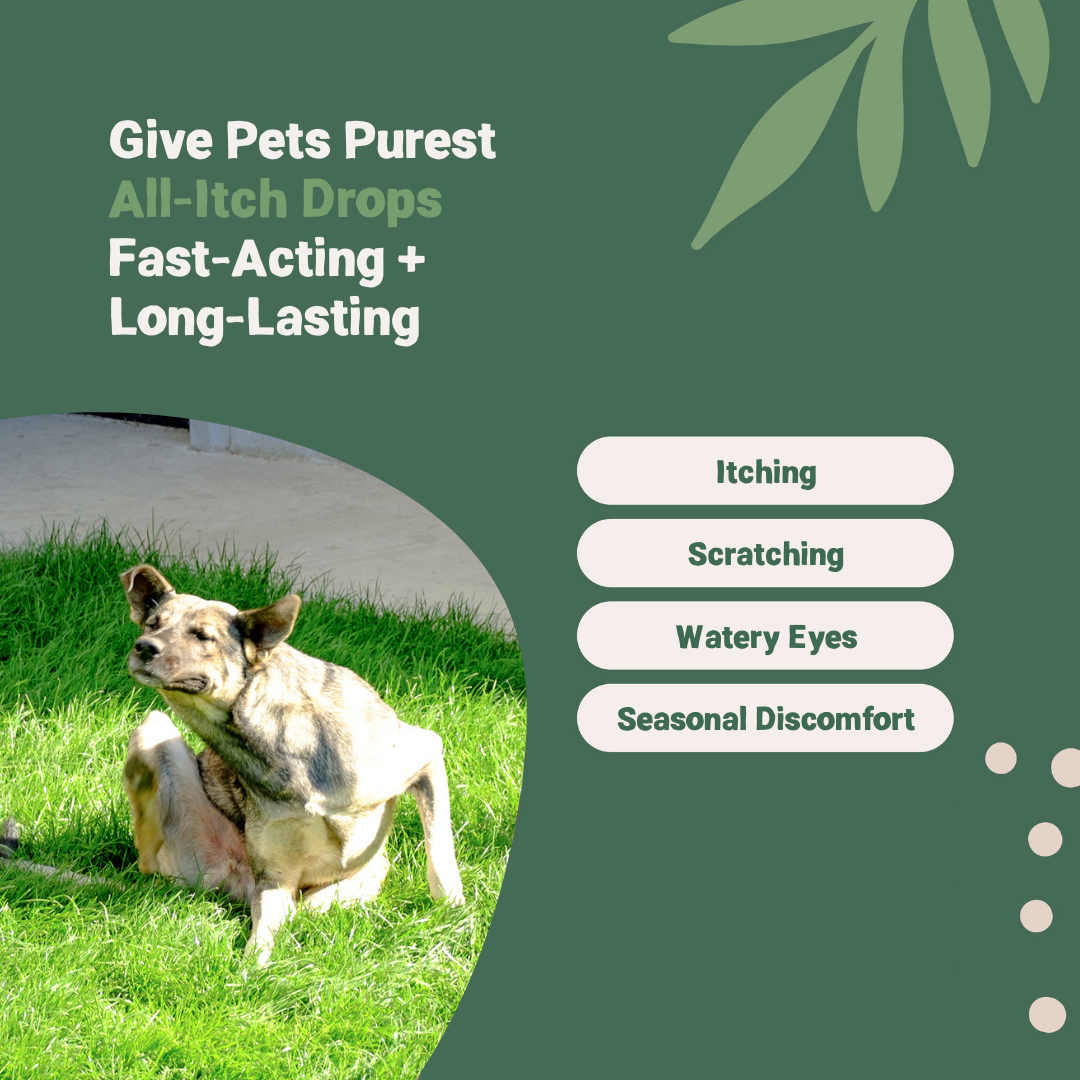 Allergy Liquid for Dogs Cats Antihistamine For Dogs